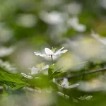 Mountain View Güntersberge