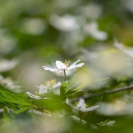 Mountain View Güntersberge