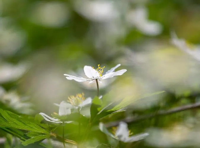 Mountain View Güntersberge